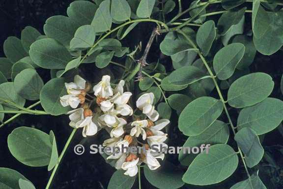 robinia pseudoacacia 1 graphic